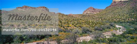 Dry Wash und Ajo Mountains, Organ Pipe National Monument, Arizona, USA