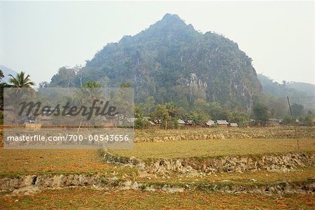 Rice Fields, Banna, Laos