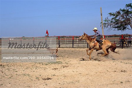 Cowboy Roping Calf, Cuba