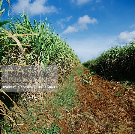 Sugar Cane Field