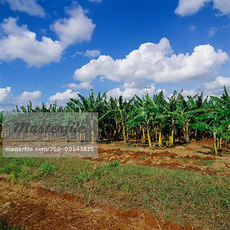 Banana Plantation