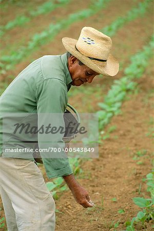 Agriculteur de planter du tabac, Cuba
