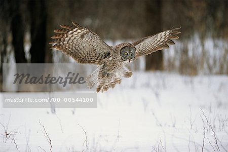 Great Grey Owl