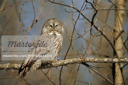 Portrait de grand hibou gris, Ontario, Canada