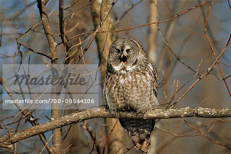 Great Grey Owl Yawning, Ontario, Canada