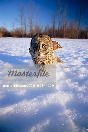 Great Gray Owl