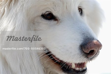 Nahaufnahme der Samoyed Hund