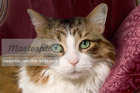 Porträt von Cat