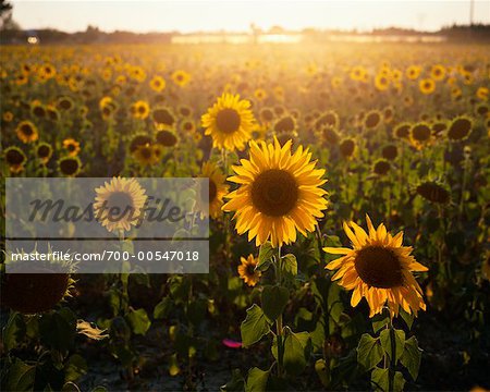 Sunflower Field, Bouches Du Rhone, Provence, France