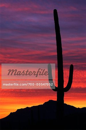 Silhouette de Cactus au crépuscule, Arizona, Etats-Unis