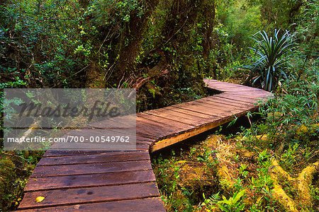 Boardwalk Through Forest, Chiloe National Park, Chiloe Island, Chile