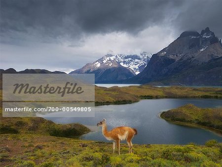 Guanaco, lac Nordenskjöld, Parc National Torres del Paine, Chili Patagonie