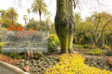 Arbre de soie soie, Huntington Botanical Garden, Pasadena, Californie, USA