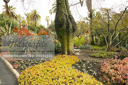 Seide Floss-Baum, Botanischer Garten Huntington, Pasadena, Kalifornien, USA