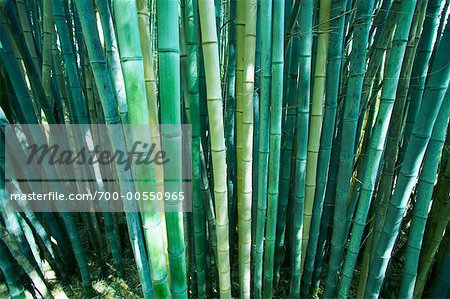 Bosquet du bambou, Huntington Botanical Gardens, Pasadena, Californie, USA