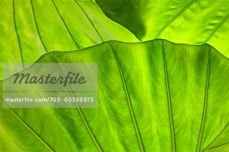 Close-Up of Alocasia Leaf