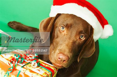 Portrait de chien avec bonnet de Noël près de cadeaux de Noël