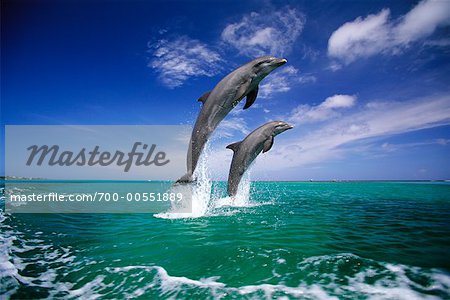 Dolphins Jumping Out of Water