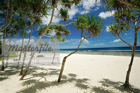 Palm arbres, Tamanu Beach Club, Efate, Vanuatu