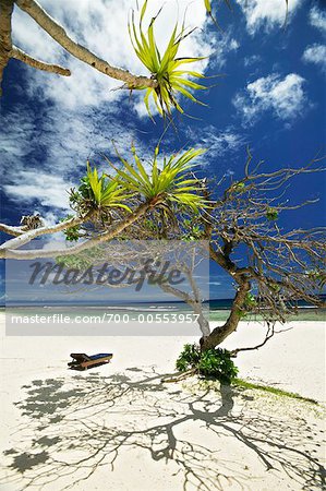 Trees, Tamanu Beach Club, Efate, Vanuatu