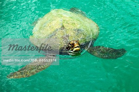 Sea Turtle At Blue Water Resort, Efate, Vanuatu