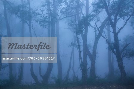 La gomme des arbres dans la brume près de Braidwood, New South Wales, Australie