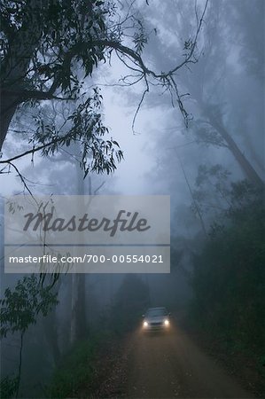 Voiture, conduite par le biais de gommiers dans la brume, près de Braidwood, New South Wales, Australie