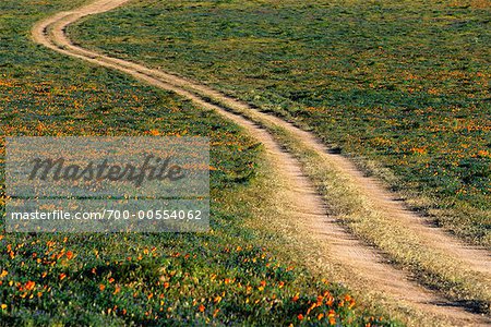 Chemin de terre et champ de pavot de Californie, Lancaster, California, USA