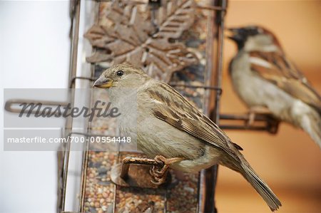 House Sparrows at Bird Feeder
