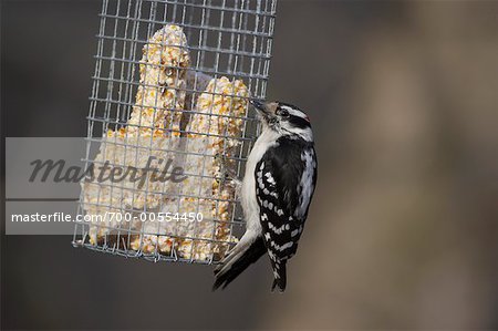 Downy Woodpecker at Bird Feeder