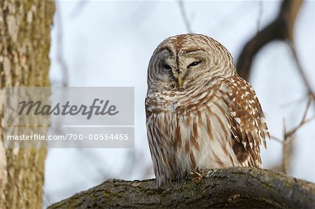 Barred Owl