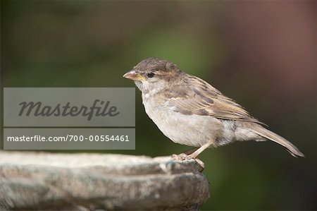 House Sparrow at Bird Bath