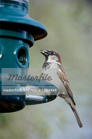 Moineau domestique à la mangeoire à oiseaux