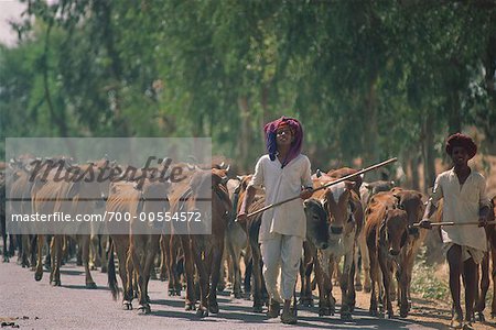 Men Herding Cattle, Rajasthan, India