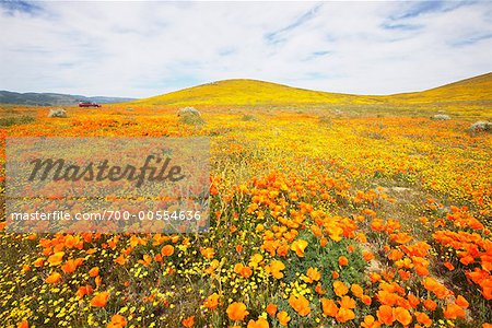 Fleurs sauvages dans la vallée d'Antelope, Californie, USA