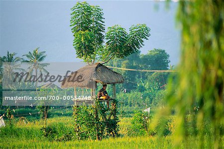 Hut With Thatched Roof, Bali, Indonesia