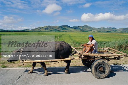 Stier ziehende Mann im Korb, Cagayan, Philippinen