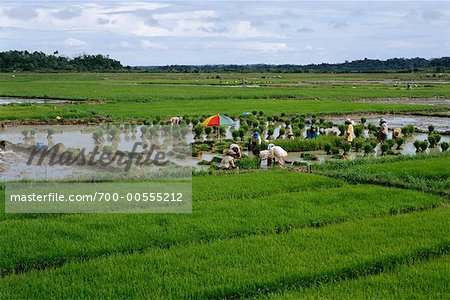 People Working in Field, Cagayan, Philippines