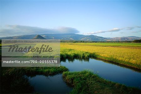 Rice Fields, Pangasinan, Philippines