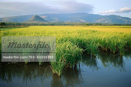 Rice Fields, Pangasinan, Philippines