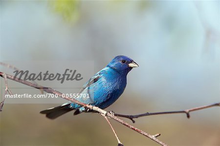 Passerin indigo sur branche