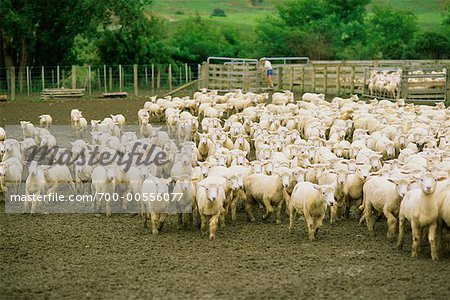 Sheep in Pen, South Island, New Zealand