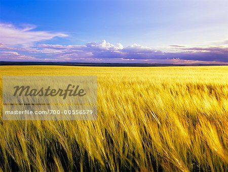 Barley Field, Alberta, Canada