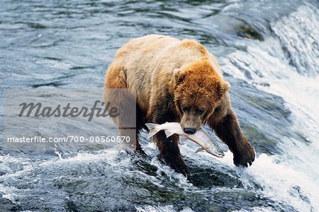 Grizzly Bears Catching Fish, Katmai National Park, Alaska, USA