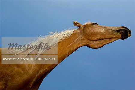 En regardant vers le haut un cheval