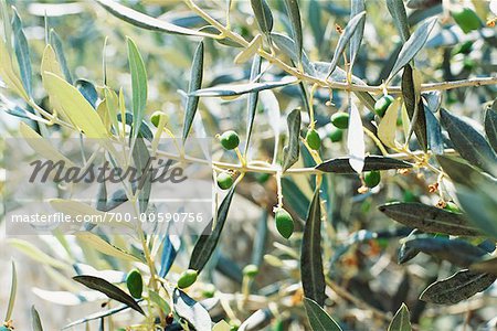 Nahaufnahme von Olive Tree, Santorini, Griechenland