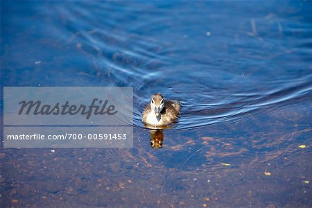 Duck in Pond