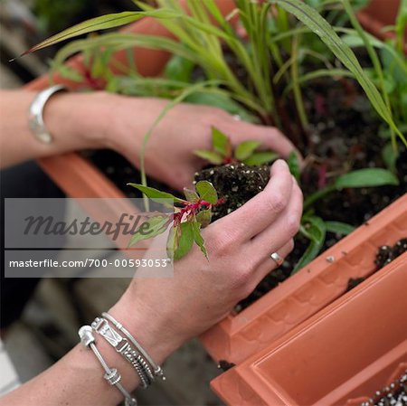 Woman Planting Plants In Planters