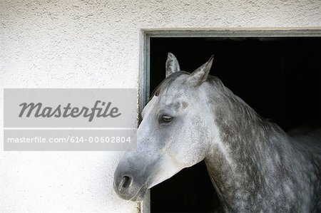 A grey appaloosa horse