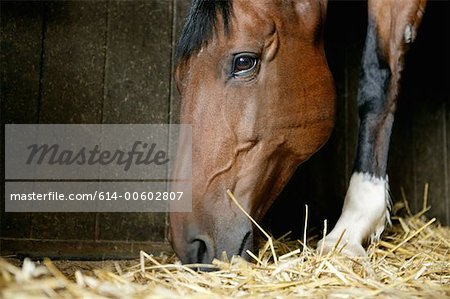 A bay horse eating hay